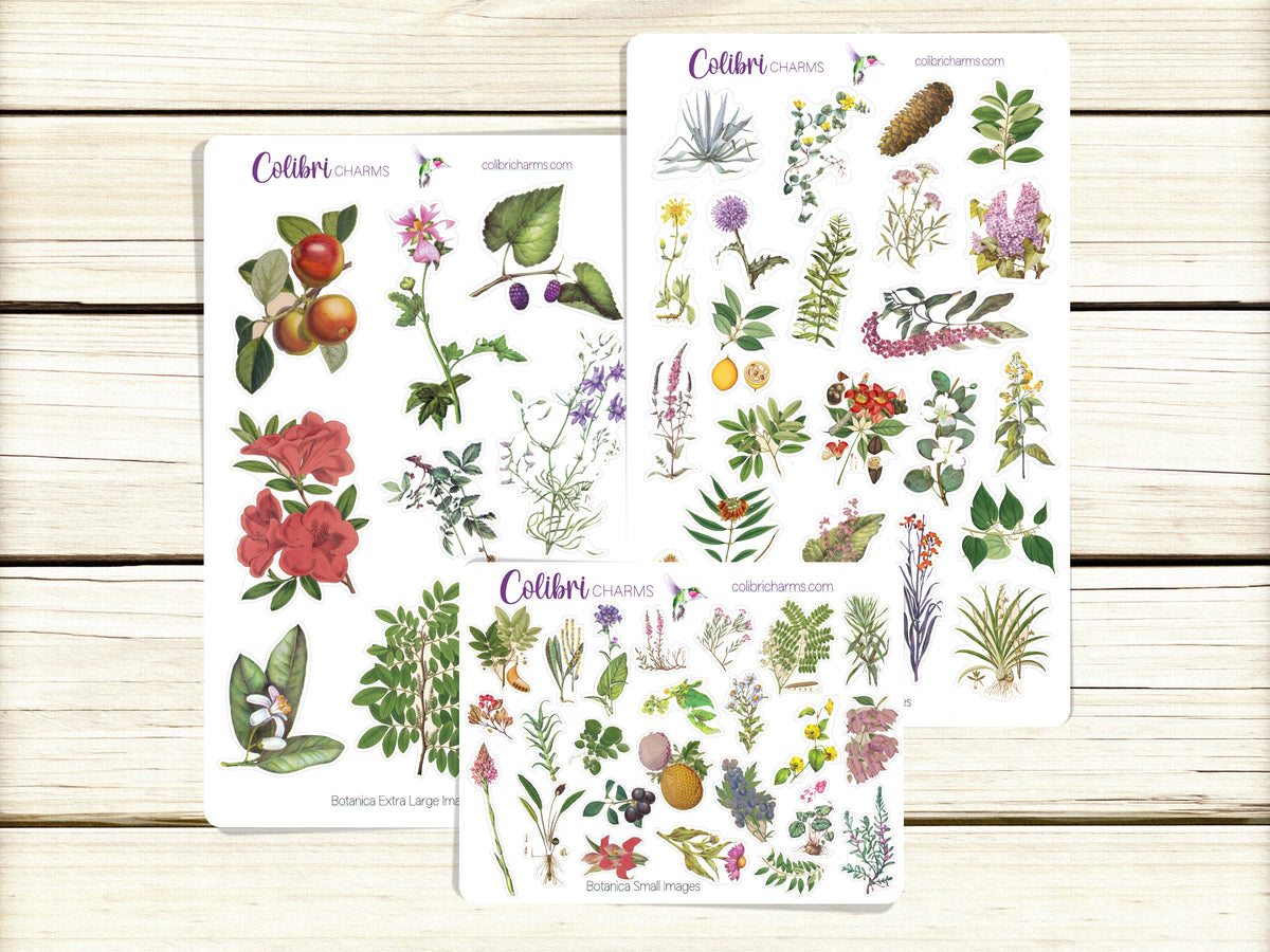 Botanica – ColibriCharms